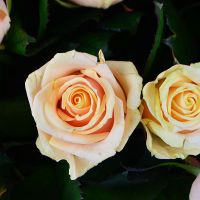 Букет Шикарный букет роз 101 кремовая роза