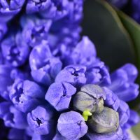 Bouquet with hyacinths