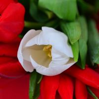 Тюльпаны в коробке Житомир
