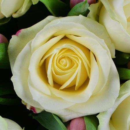 Белые розы и тюльпаны