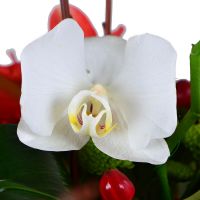  Букет Красно-белая экзотика
														