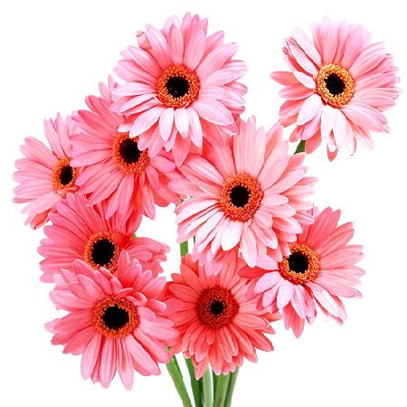 Light pink gerberas by the piece Light pink gerberas by the piece