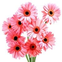 Light pink gerberas by the piece Nisporeni