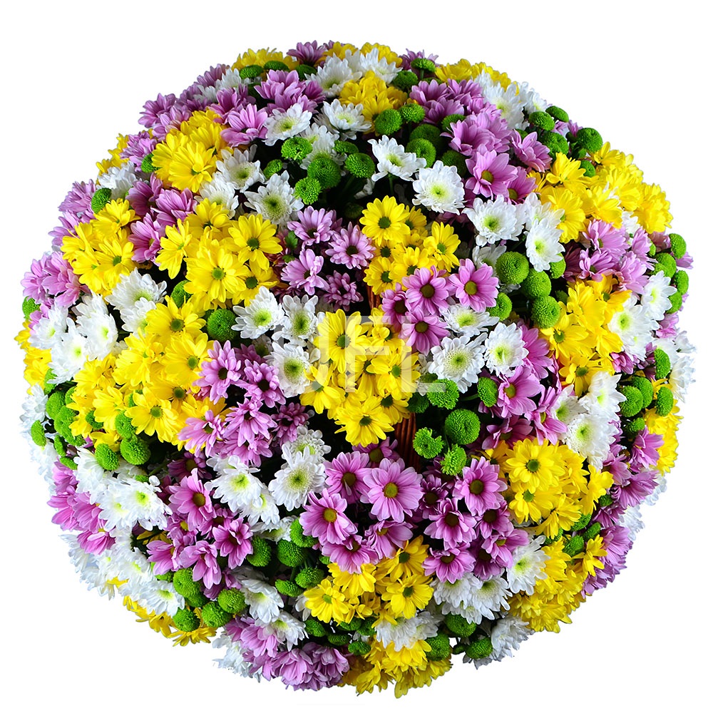 Basket of chysanthemums (101 pcs.)