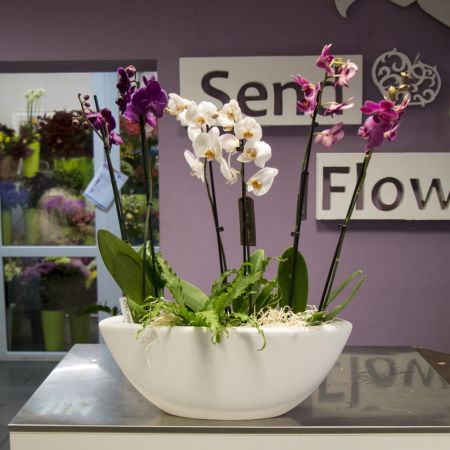 Basket of orchids Basket of orchids