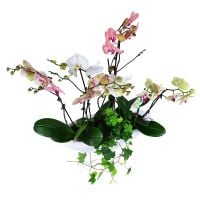 Basket of orchids Kelme
