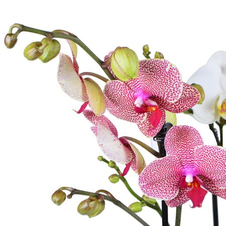  Букет Корзина орхідей
														