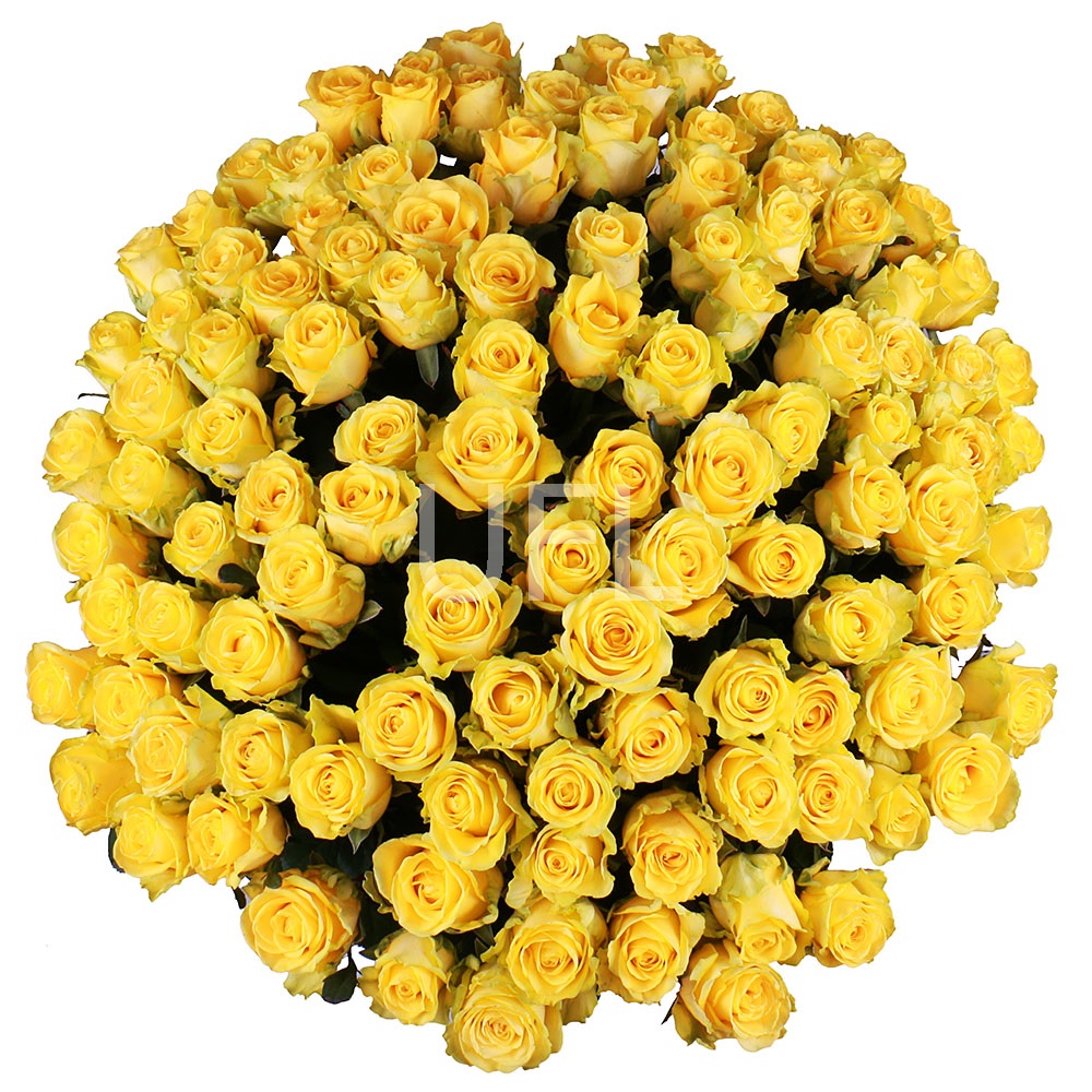 111 yellow roses 111 yellow roses