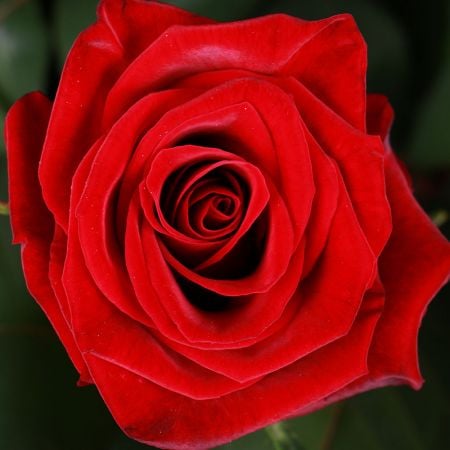Funeral basket of roses 27170 грн