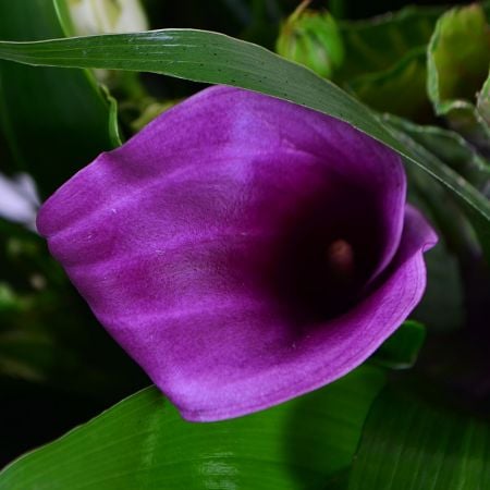 Букет цветов Фиолетово-белый 
														