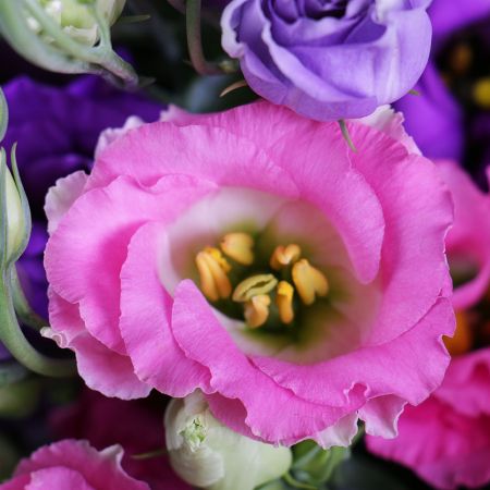 101 multicolored eustoma