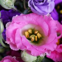 101 multicolored eustoma