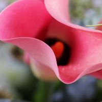 Букет квітів Солідний Маріуполь (доставка тимчасово не виконується)
														