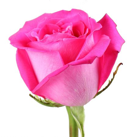 Рожеві преміум троянди поштучно