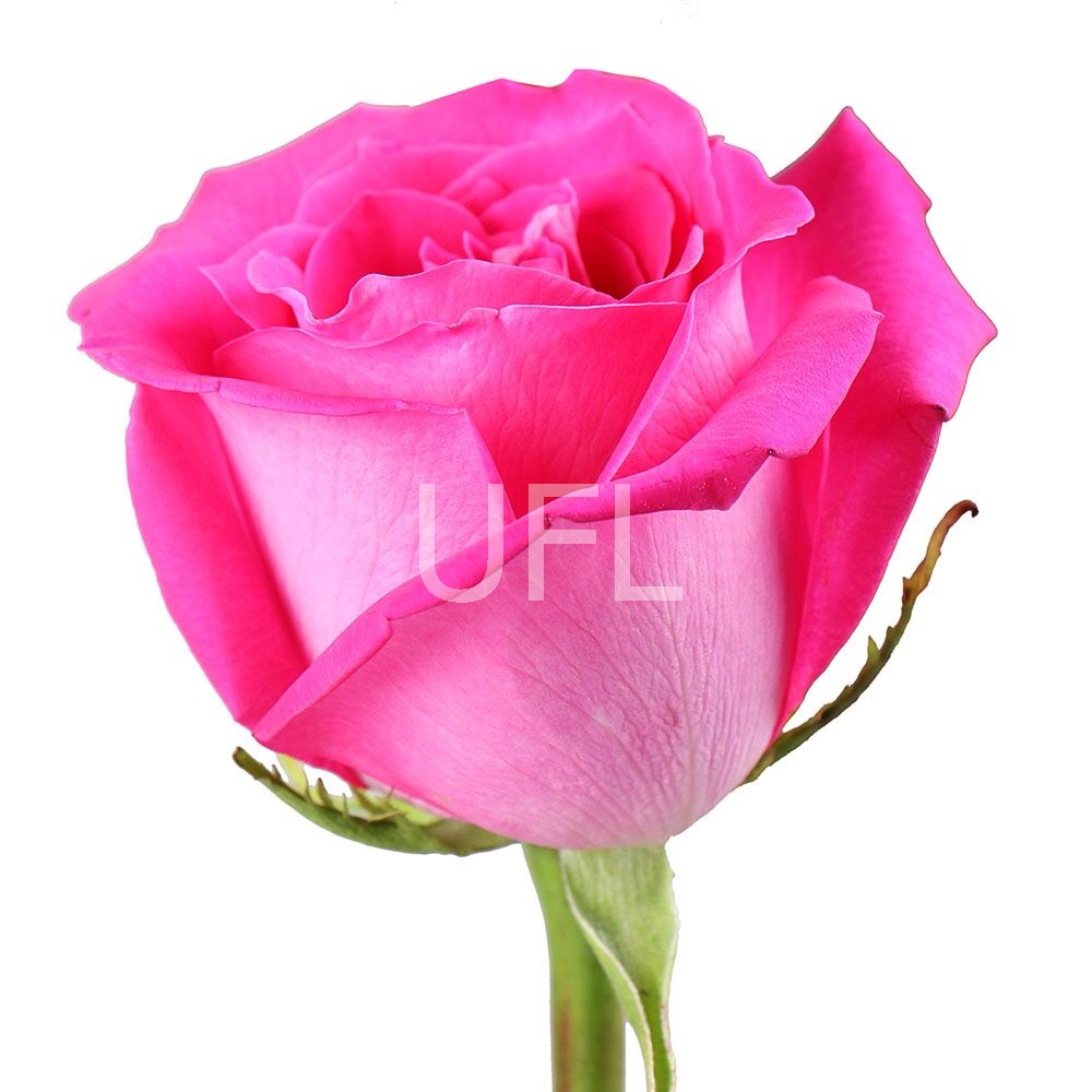 Рожеві преміум троянди поштучно Рожеві преміум троянди поштучно