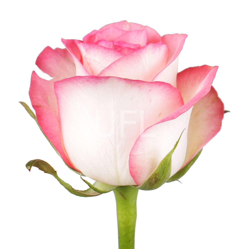 Premium white-pink roses by the piece