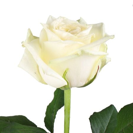Білі преміум троянди поштучно