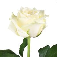 Букет Белые премиум розы поштучно