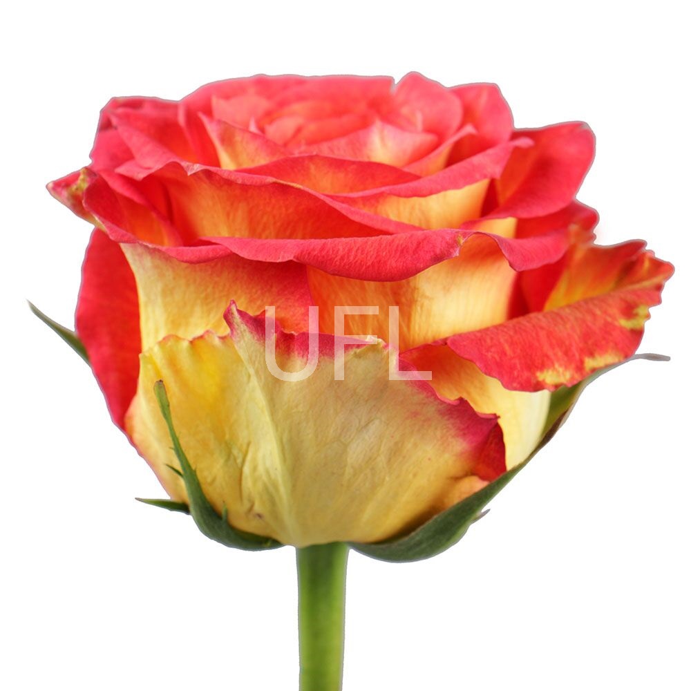 Red and yellow premium roses by the piece