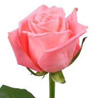 Букет Троянди рожеві поштучно