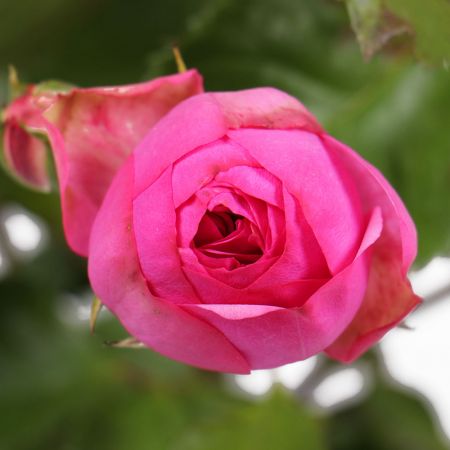 Малиновые премиум кустовые розы поштучно