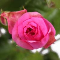 Букет Кущова троянда преміум поштучно