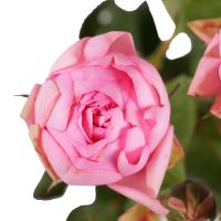 Розовые премиум кустовые розы поштучно Гомель