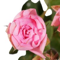 Pink Premium Spay Rose by the Piece Kharkov