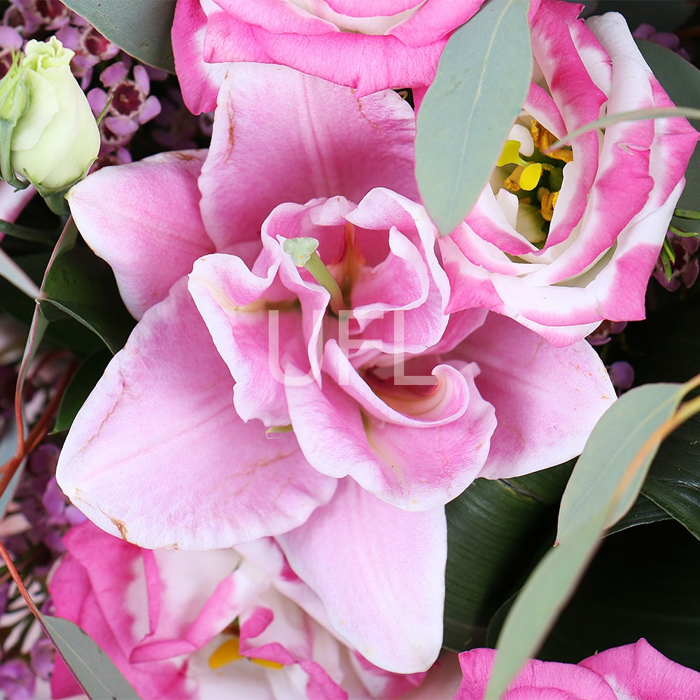  Bouquet Pink Lace
													
