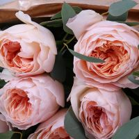 7 David Austin Cream Roses Kirchlengern