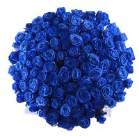 101 blue roses