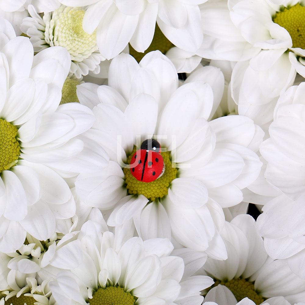  Bouquet Snow Heart
													