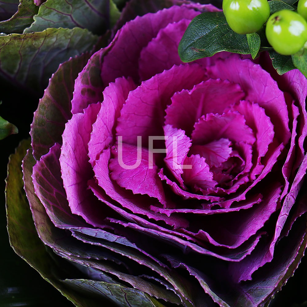 Bouquet with Brassica