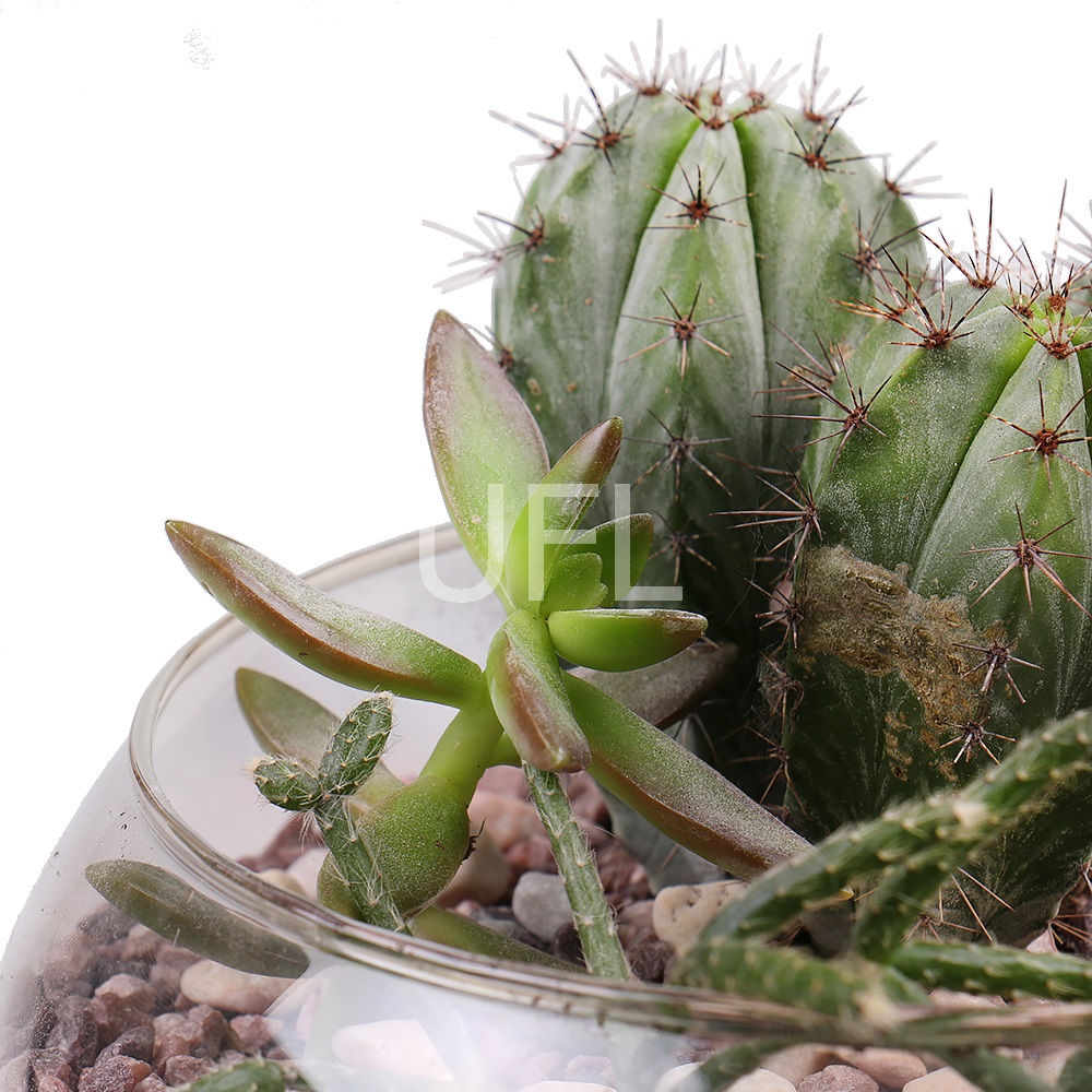 Succulents in Aquarium