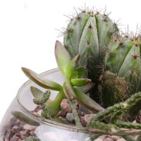 Succulents in Aquarium