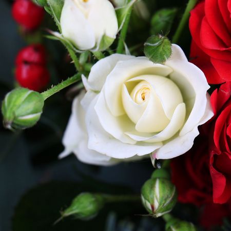  Bouquet Bright Christmas
													