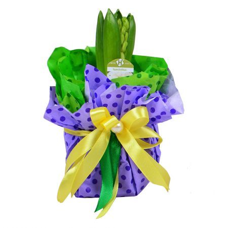 Fragrant Hyacinth in a Pot
