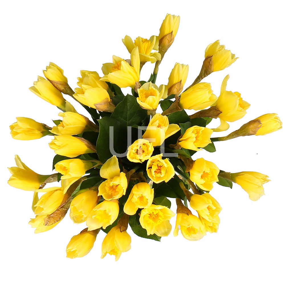 Bouquet of daffodils (35 pcs.)