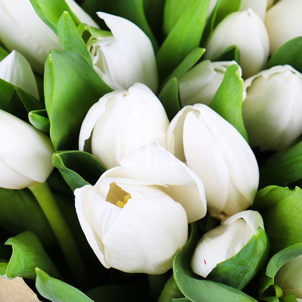 Білі тюльпани (101 шт) Білі тюльпани (101 шт)