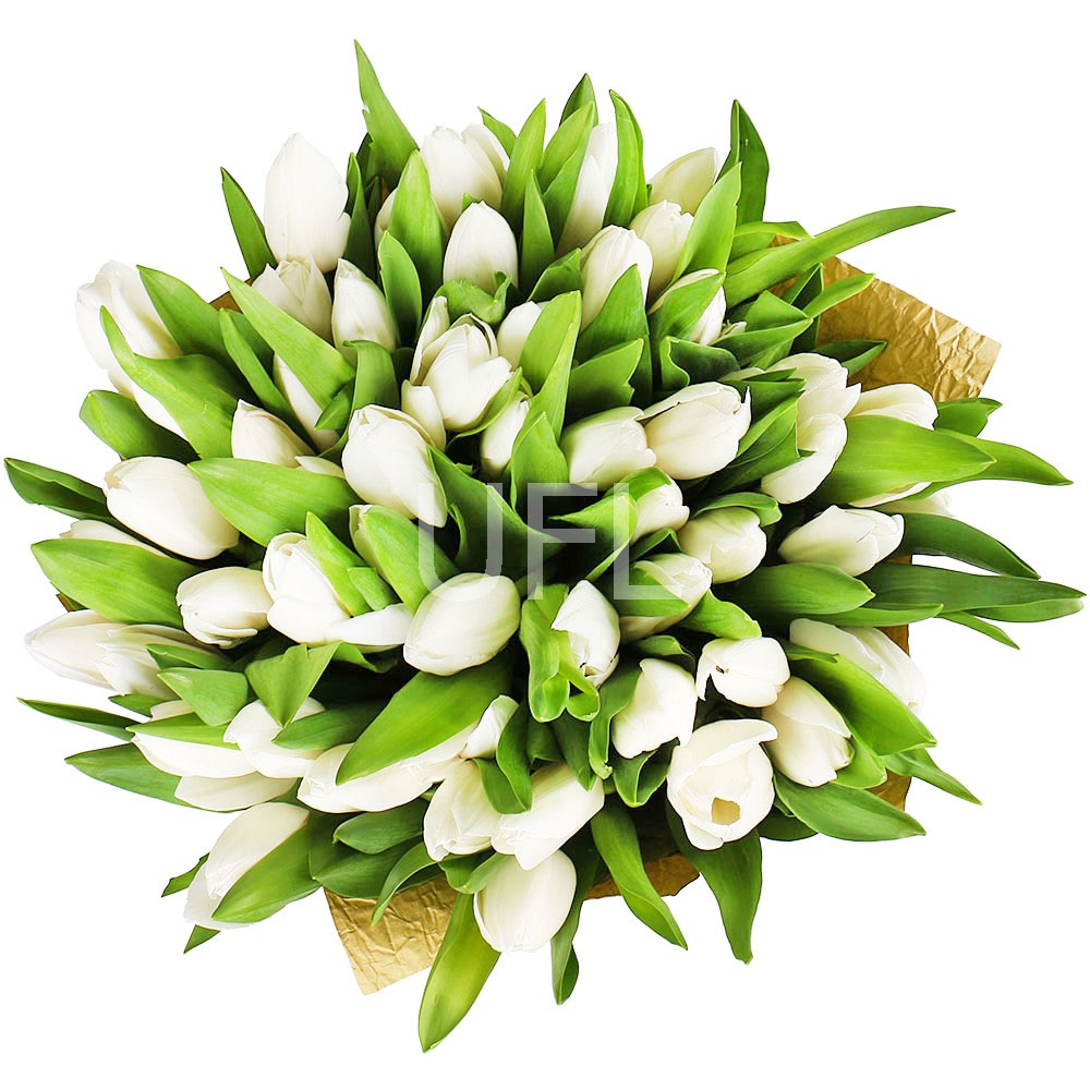 51 white tulips