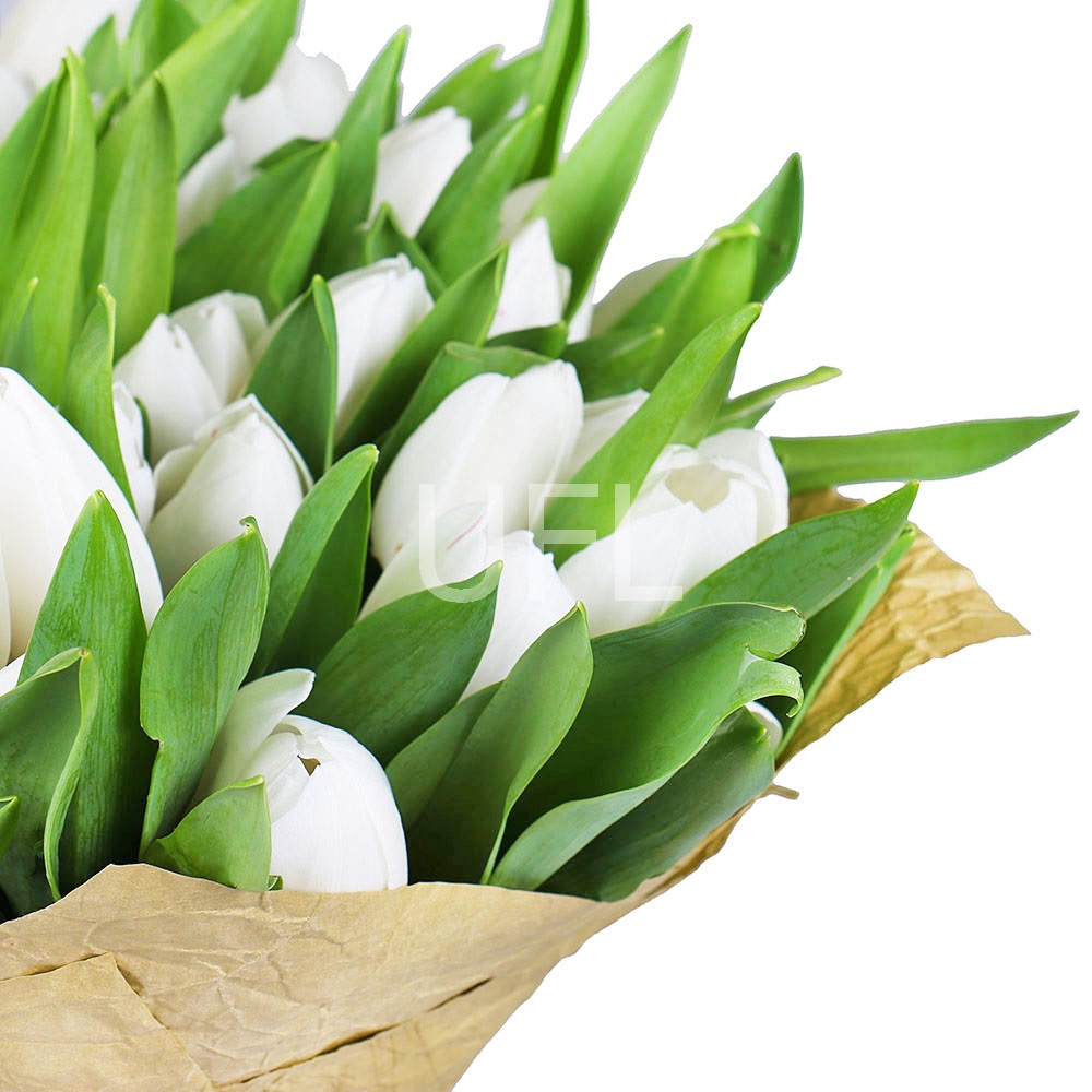 51 white tulips