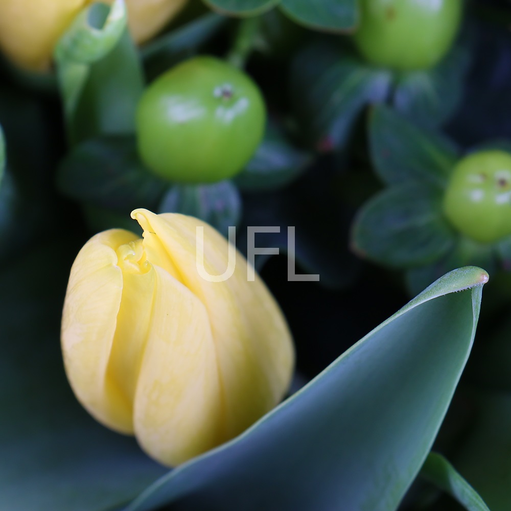 Yellow tulips 51