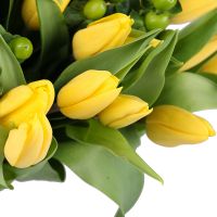 Yellow tulips 51