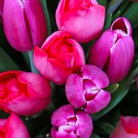 Bouquet Bouquet of tulips (101 pcs.)