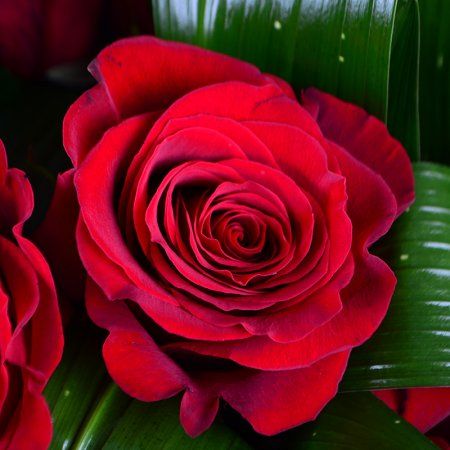  Bouquet Red roses
													