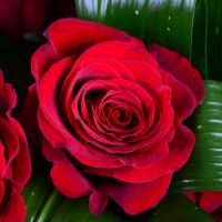  Букет Червоні троянди
														