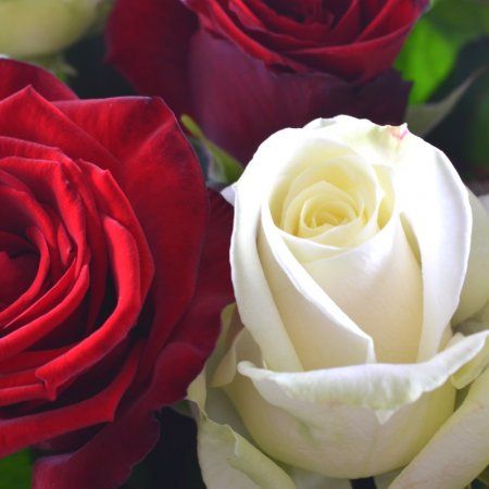 Білі та червоні троянди
