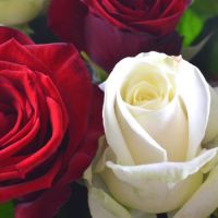 Белые и красные розы
