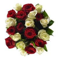 White and red roses