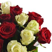 White and red roses Vecses